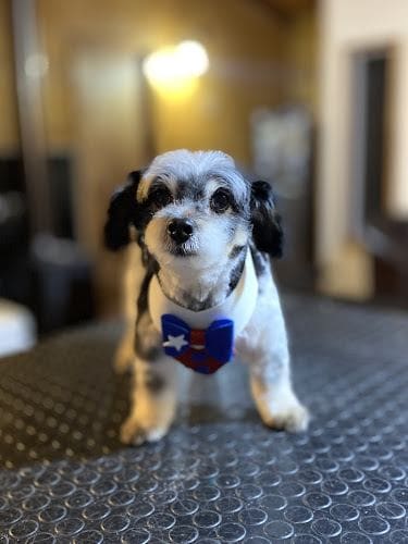 Patitas Felices — Peluquería Canina